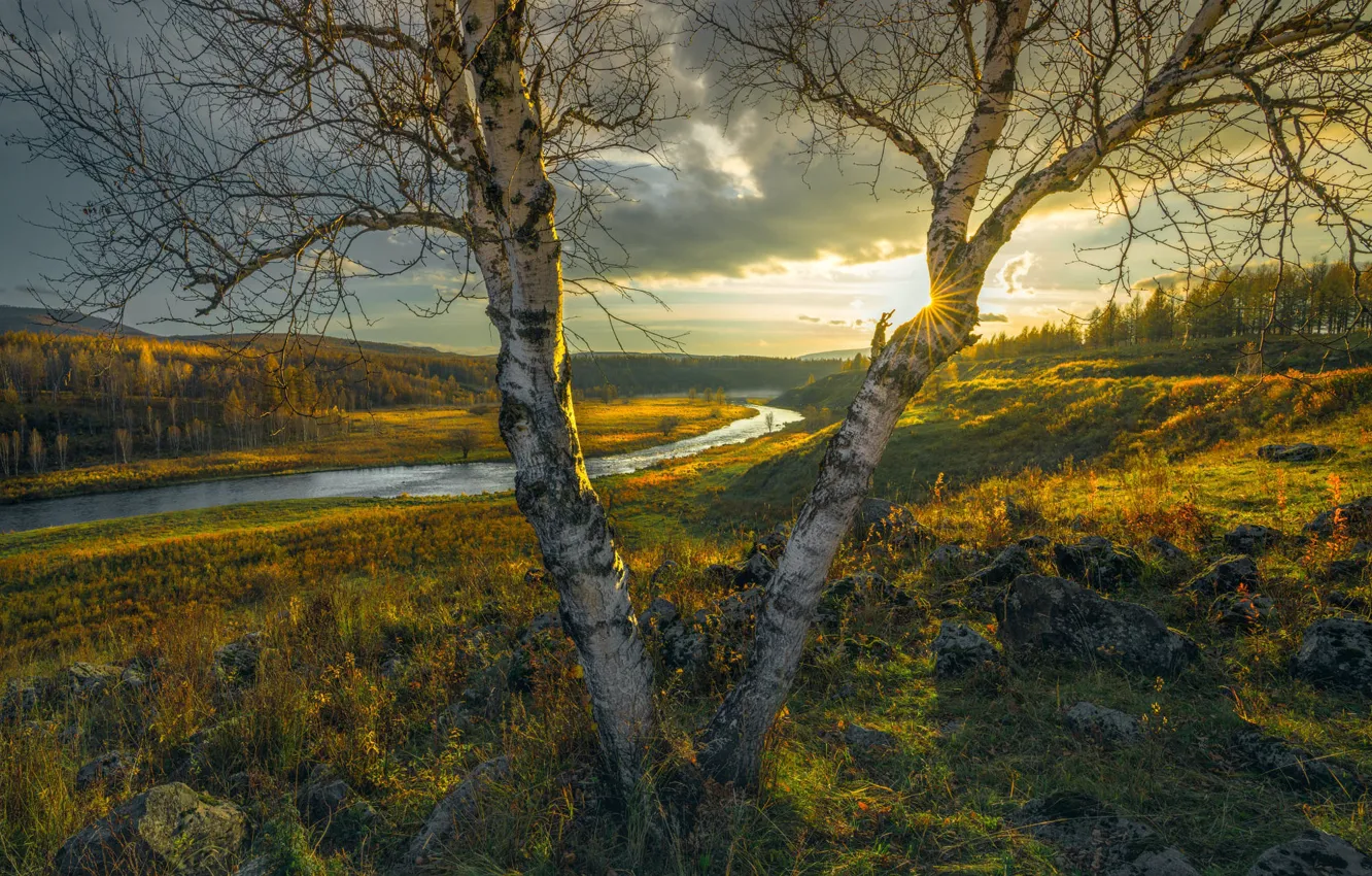 Photo wallpaper field, autumn, light, trees, branches, river, birch, pond