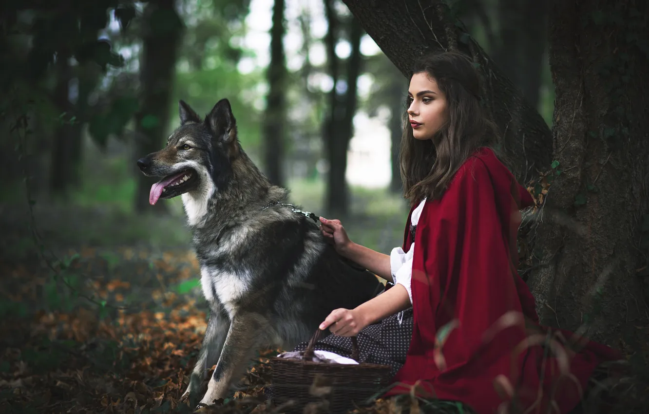 Photo wallpaper autumn, forest, girl, trees, foliage, wolf, dog, little red riding hood