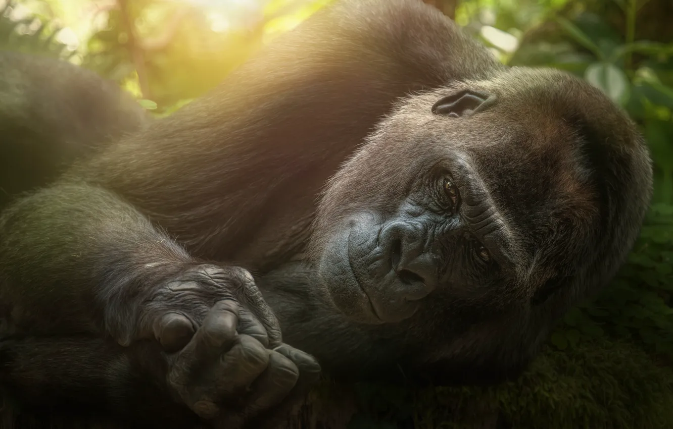 Photo wallpaper look, animal, gorilla