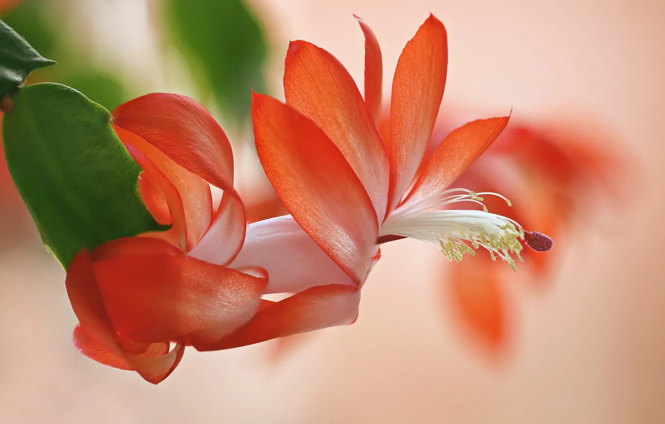 Photo wallpaper nature, petals, cactus