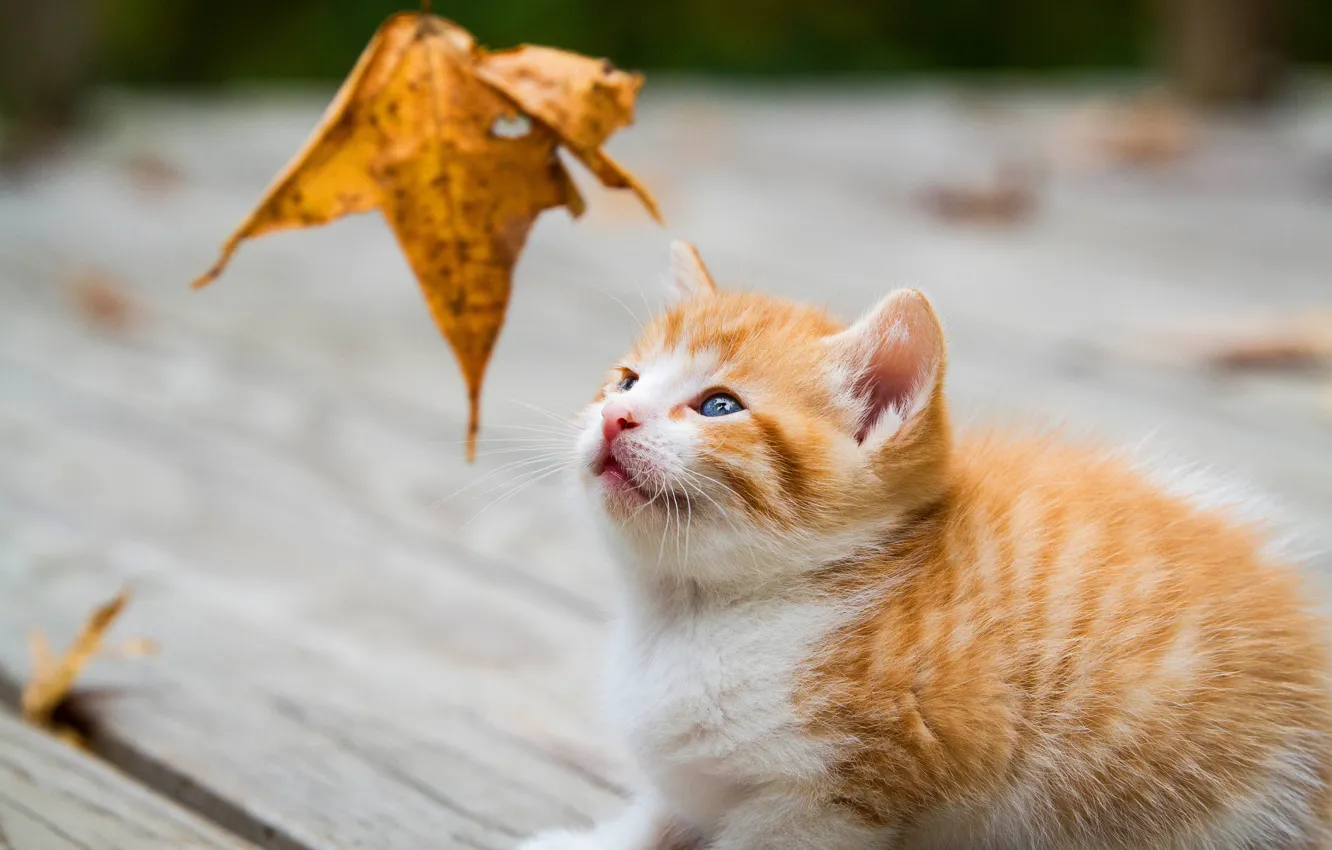 Photo wallpaper autumn, cat, look, sheet, kitty, Board, leaf, baby