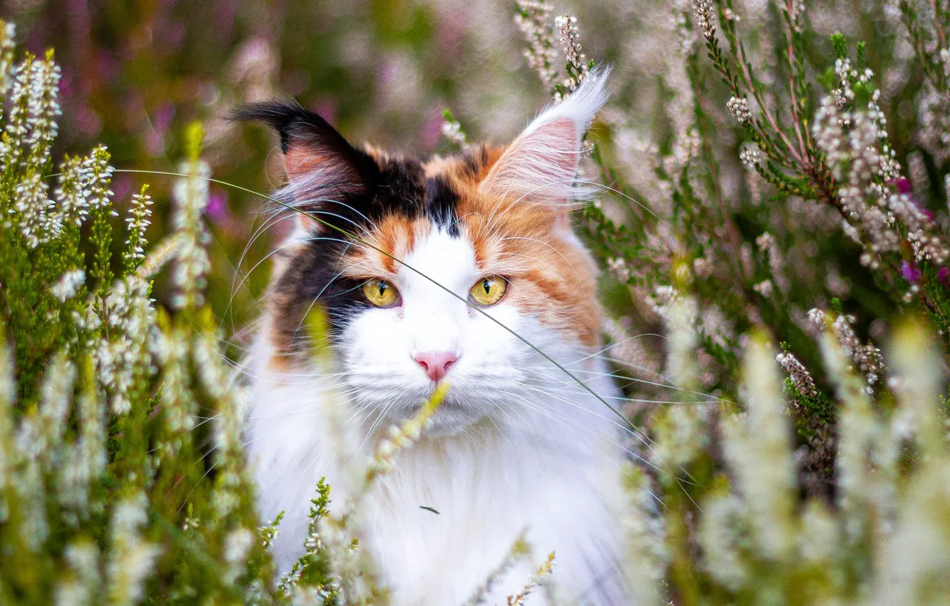 Photo wallpaper cat, cat, face, flowers, nature, portrait, yellow eyes, Maine Coon