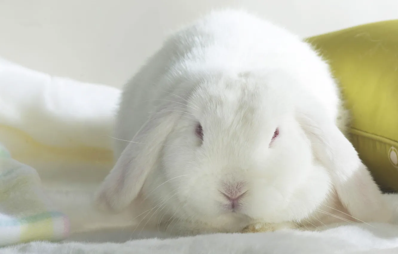 Photo wallpaper white, rabbit, long-eared