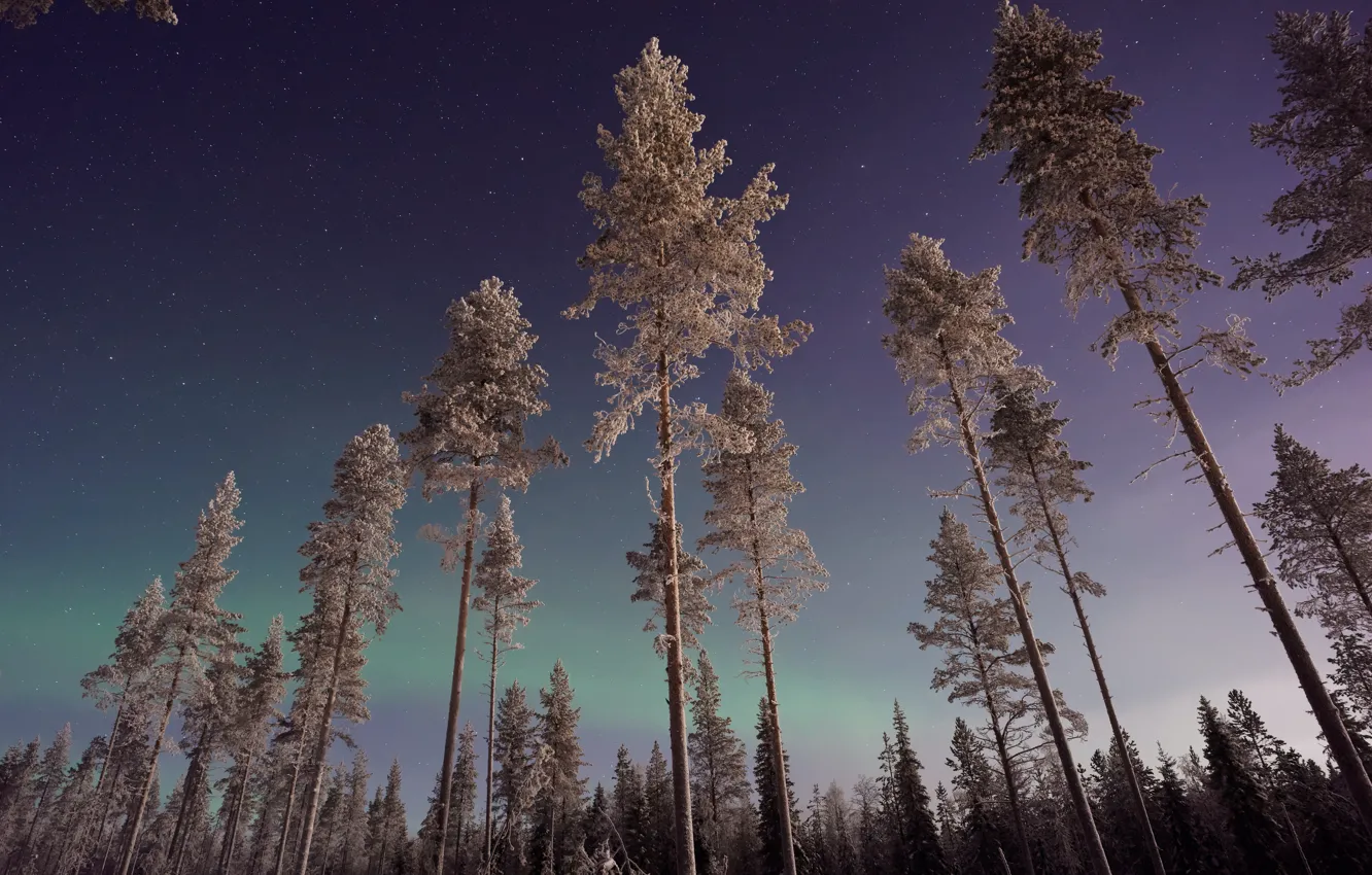 Photo wallpaper winter, forest, the sky, stars, trees, night, nature, Northern lights