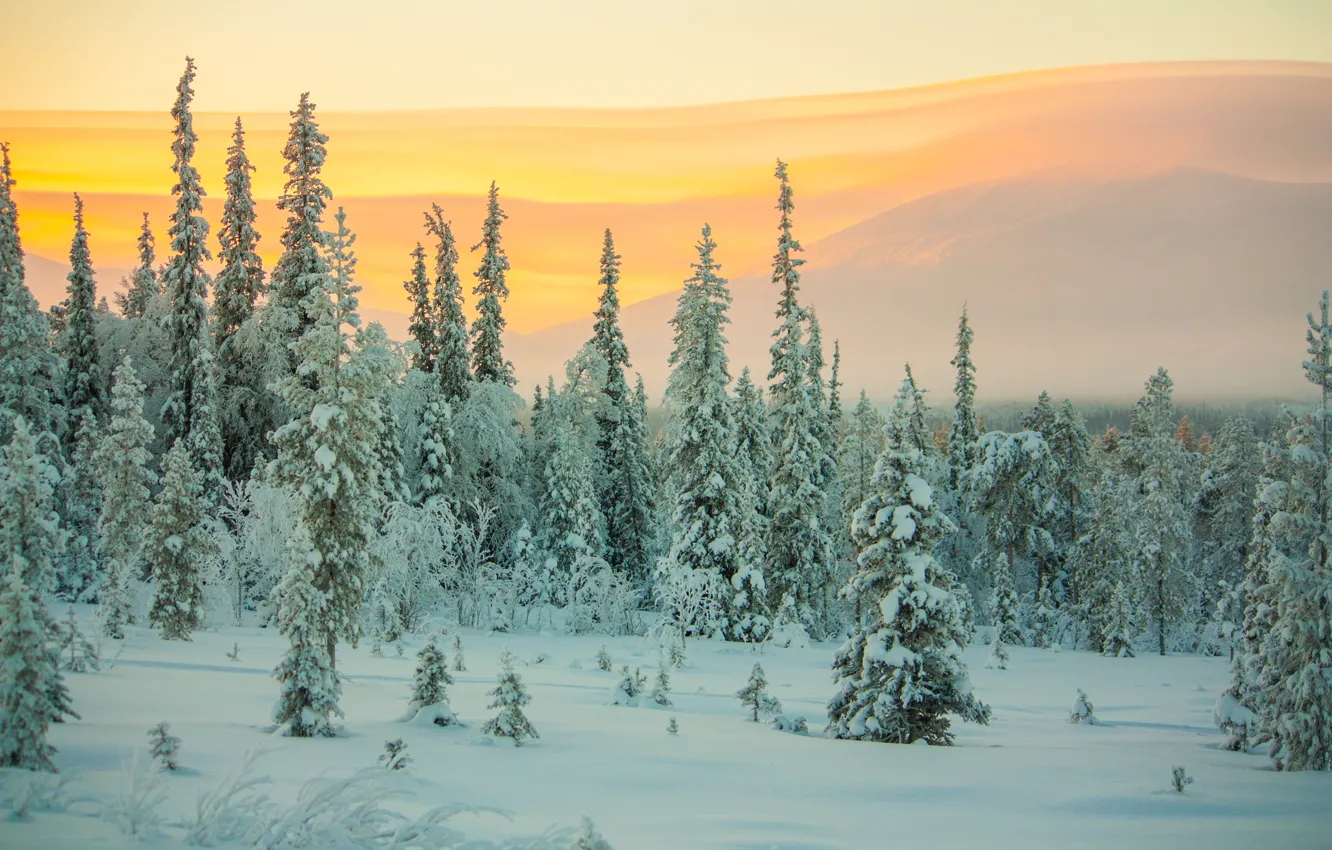 Photo wallpaper winter, forest, snow, sunset, ate, frost, forest, trees