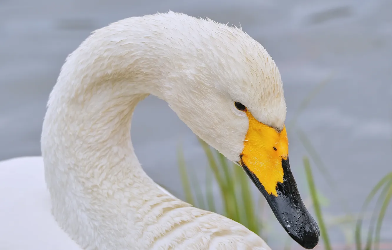 Photo wallpaper bird, beak, swans