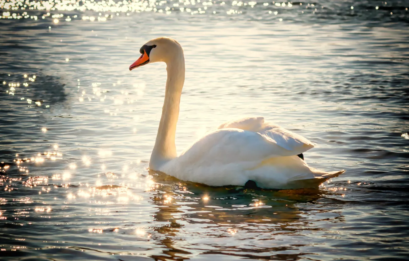 Photo wallpaper water, lake, bird, Shine, swans