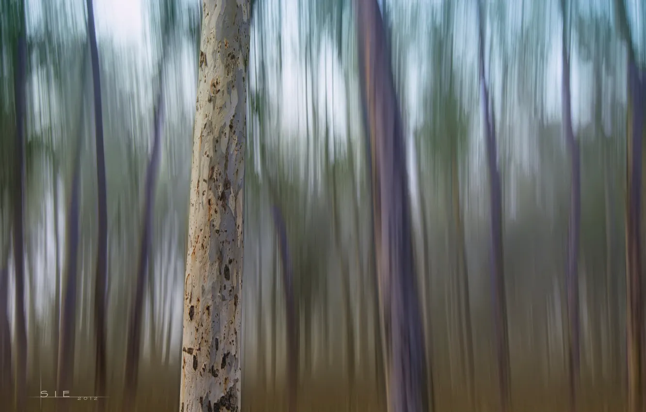Photo wallpaper forest, trees, strip, trunks, blur