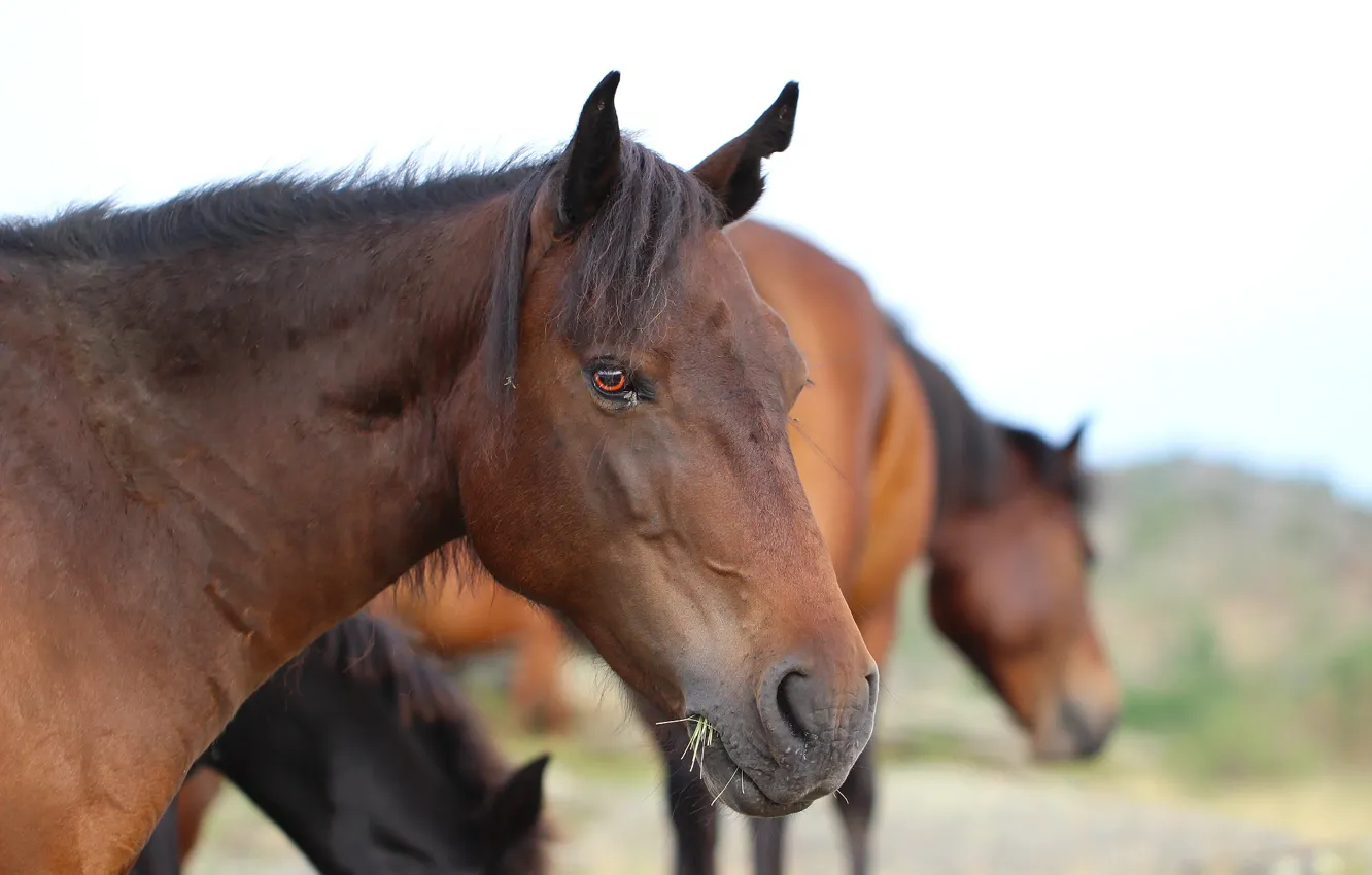 Photo wallpaper face, background, horse