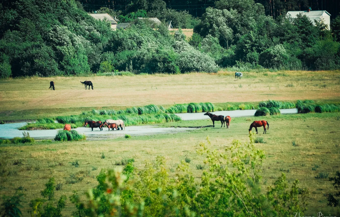 Photo wallpaper field, summer, grass, water, Horse, river