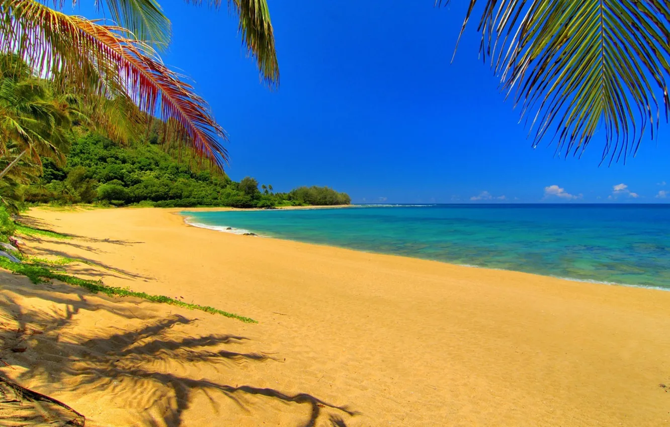 Photo wallpaper beach, palm trees, stay, The ocean