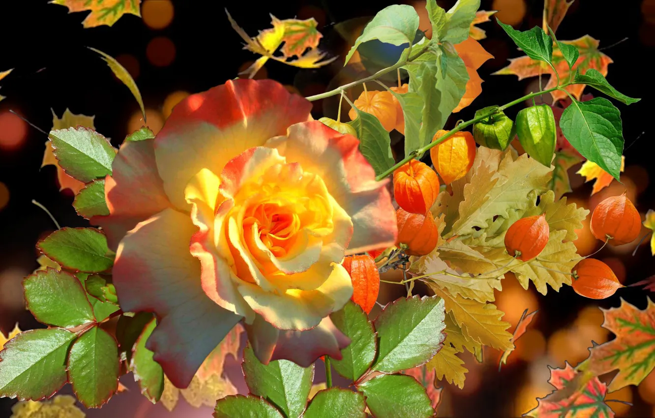 Photo wallpaper autumn, rose, physalis