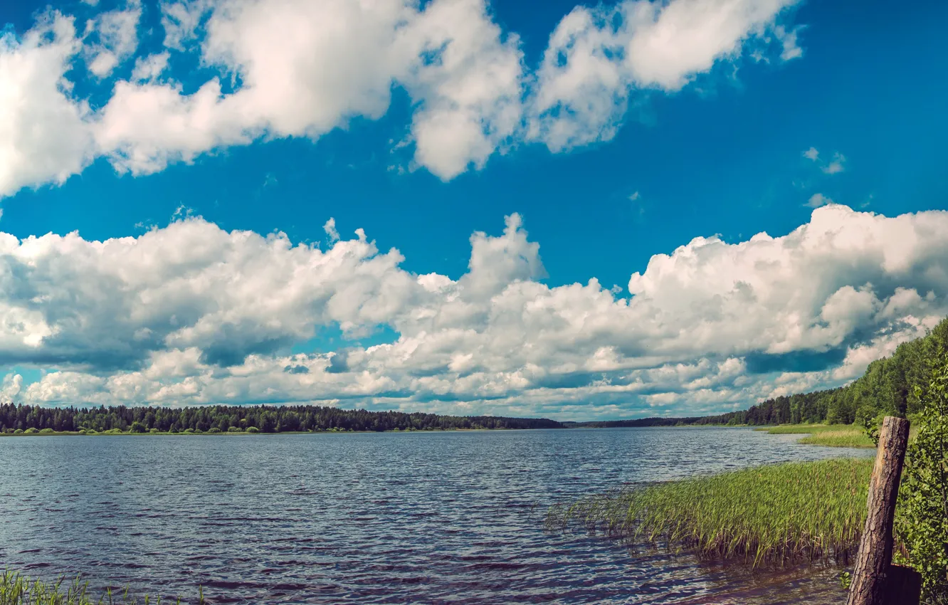Photo wallpaper forest, the sky, water, clouds, landscape, river, shore, for