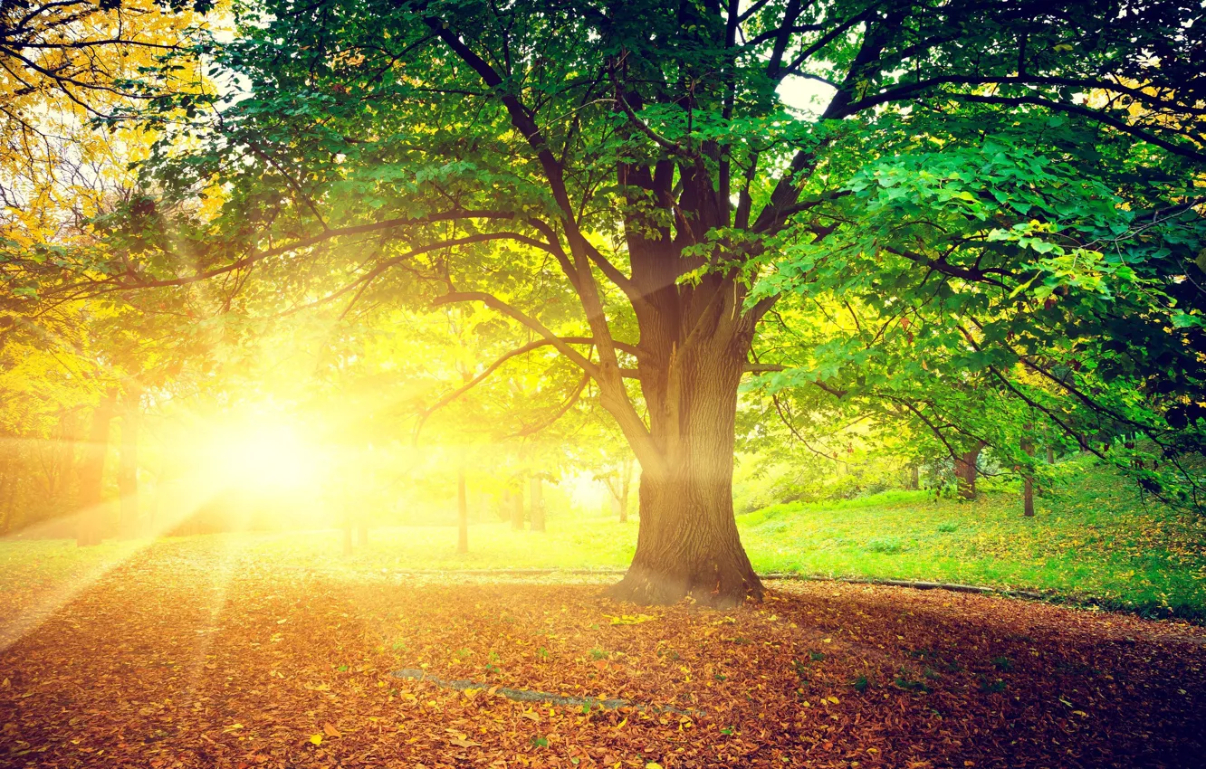 Photo wallpaper autumn, leaves, the sun, rays, trees, nature, background, widescreen