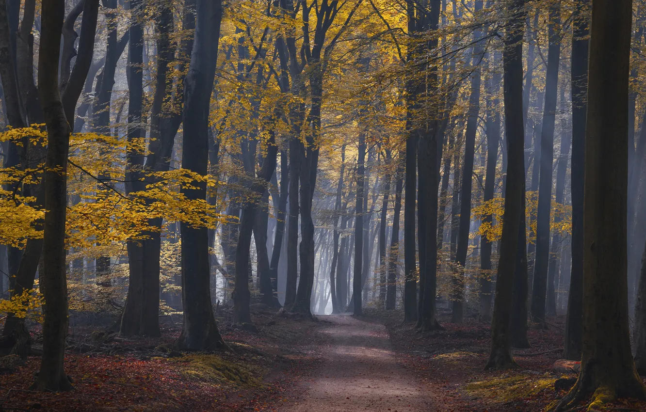 Photo wallpaper autumn, forest, trees, nature, Netherlands, path