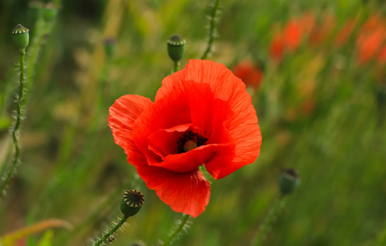 Photo wallpaper red, flower, poppy