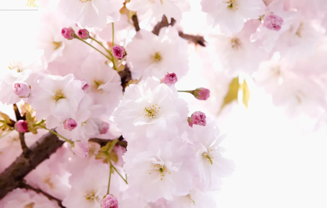 Photo wallpaper flowers, tenderness, spring, Sakura, character, branch