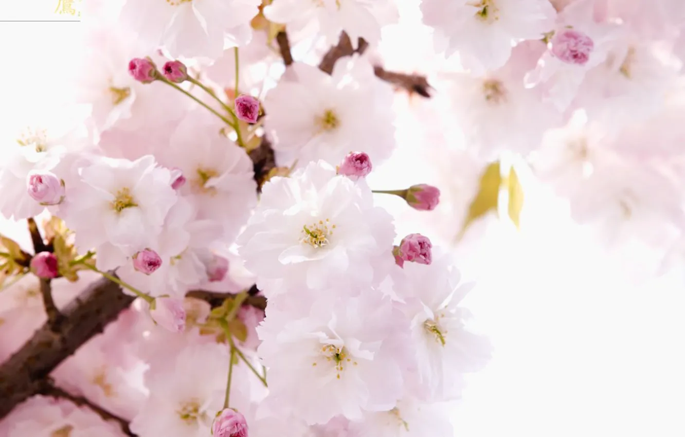 Photo wallpaper flowers, branch, tenderness, spring, Sakura, characters