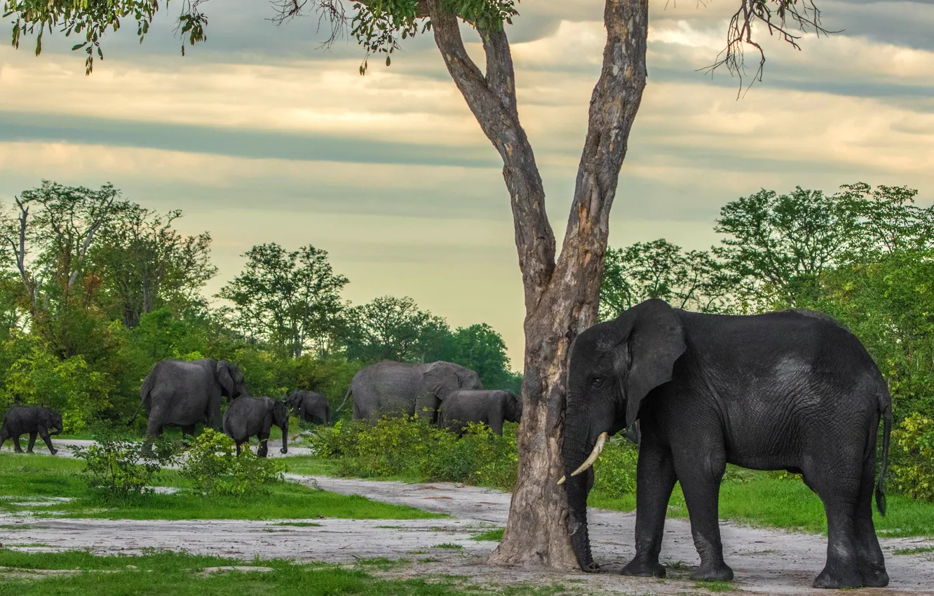 Photo wallpaper trees, nature, elephant