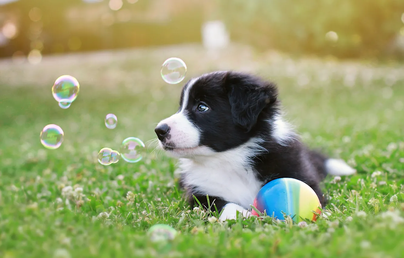 Photo wallpaper look, nature, dog, baby, bubbles, puppy, black and white, face
