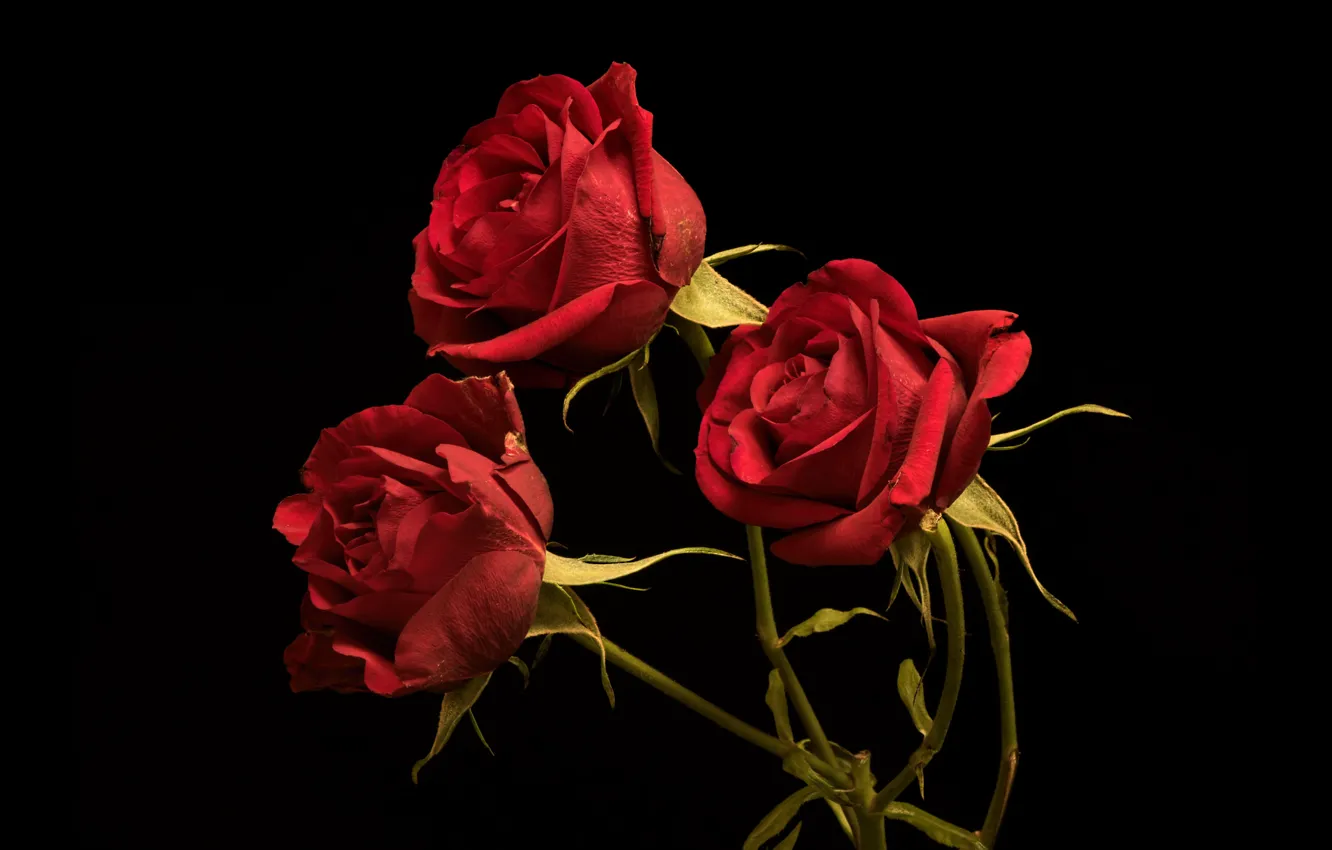 Photo wallpaper flowers, roses, the dark background