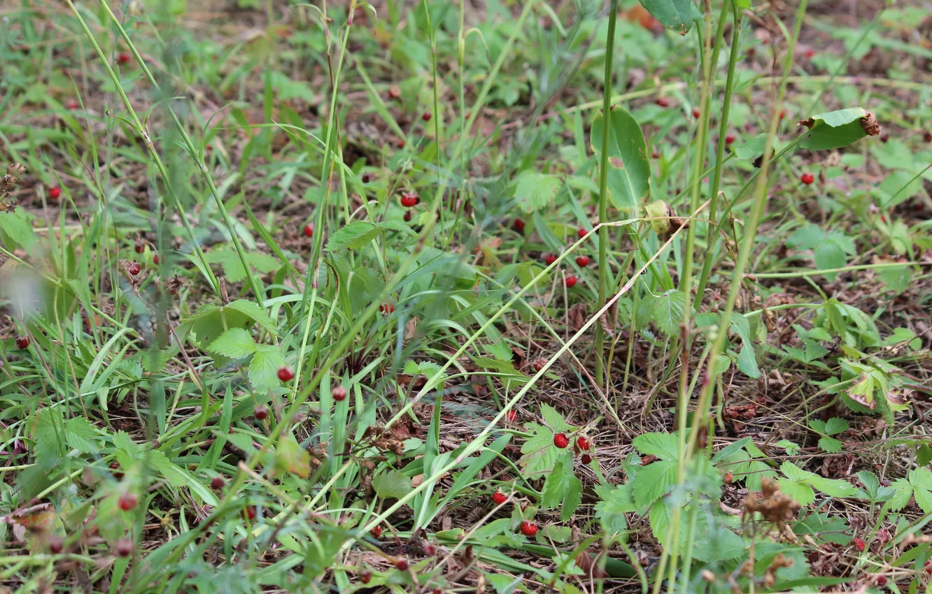 Photo wallpaper forest, berries, strawberries