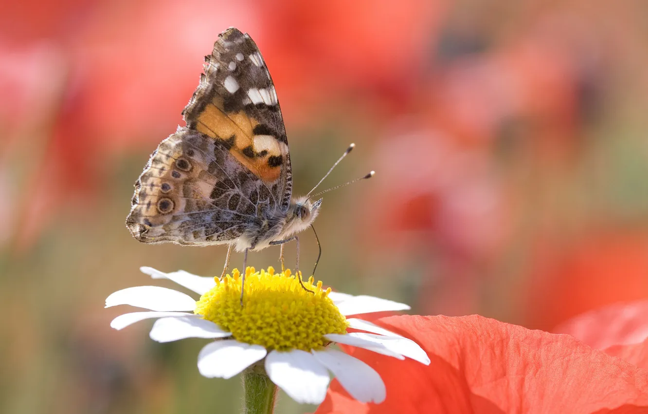 Photo wallpaper macro, pollen, butterfly, Daisy