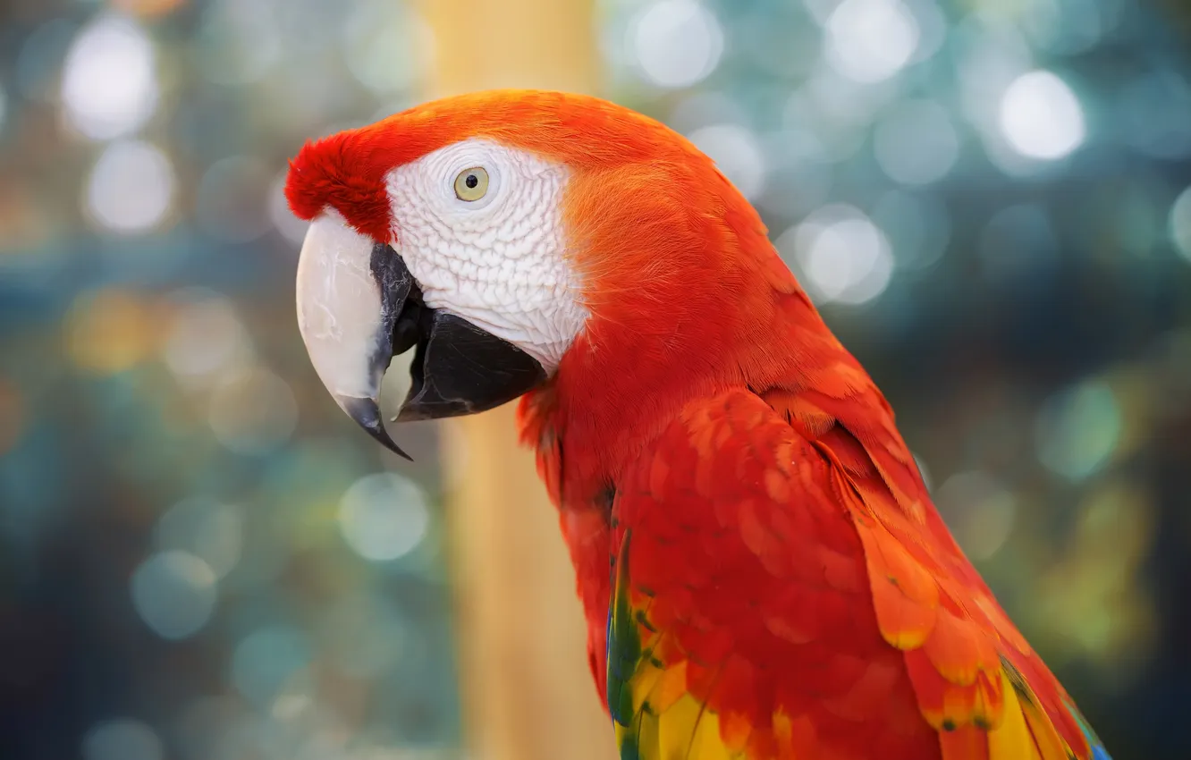 Photo wallpaper feathers, beak, parrot, bird, parrot, colorful, color, Ara