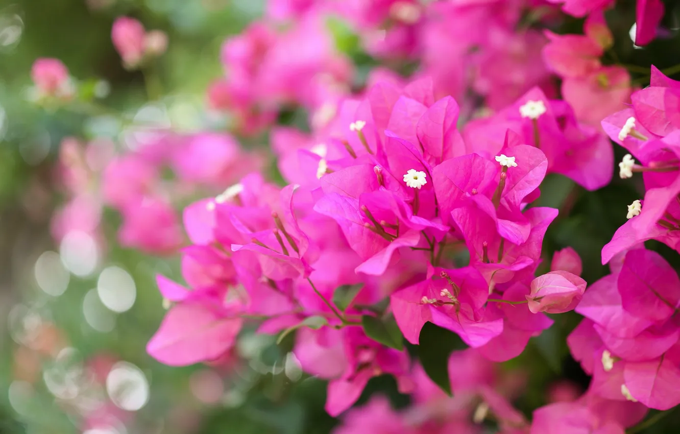 Photo wallpaper leaves, flowers, branches, background, pink, bokeh, bougainvillea
