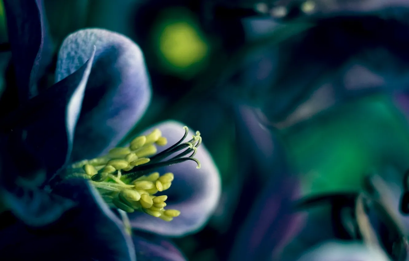 Photo wallpaper flowers, plant, spring, petals, flowering, spring
