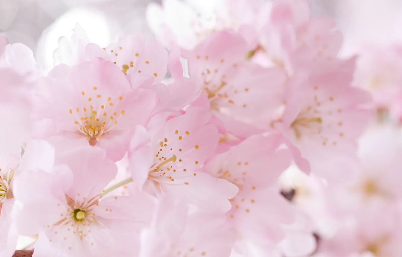Photo wallpaper flowers, cherry, tenderness, spring, Sakura, flowering