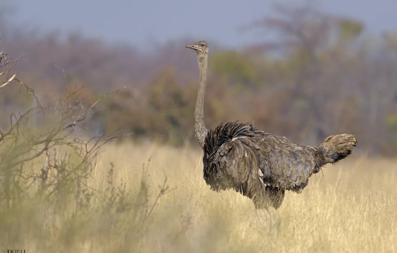 Photo wallpaper bird, ostrich, bokeh, long neck, DUELL ©