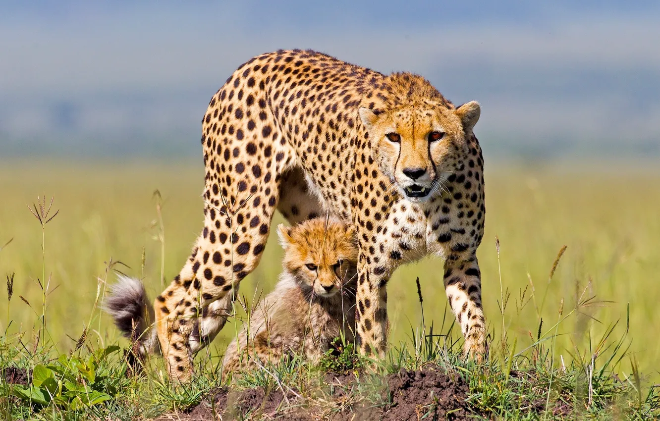 Photo wallpaper Cheetah, Africa, cub, kitty, cheetahs
