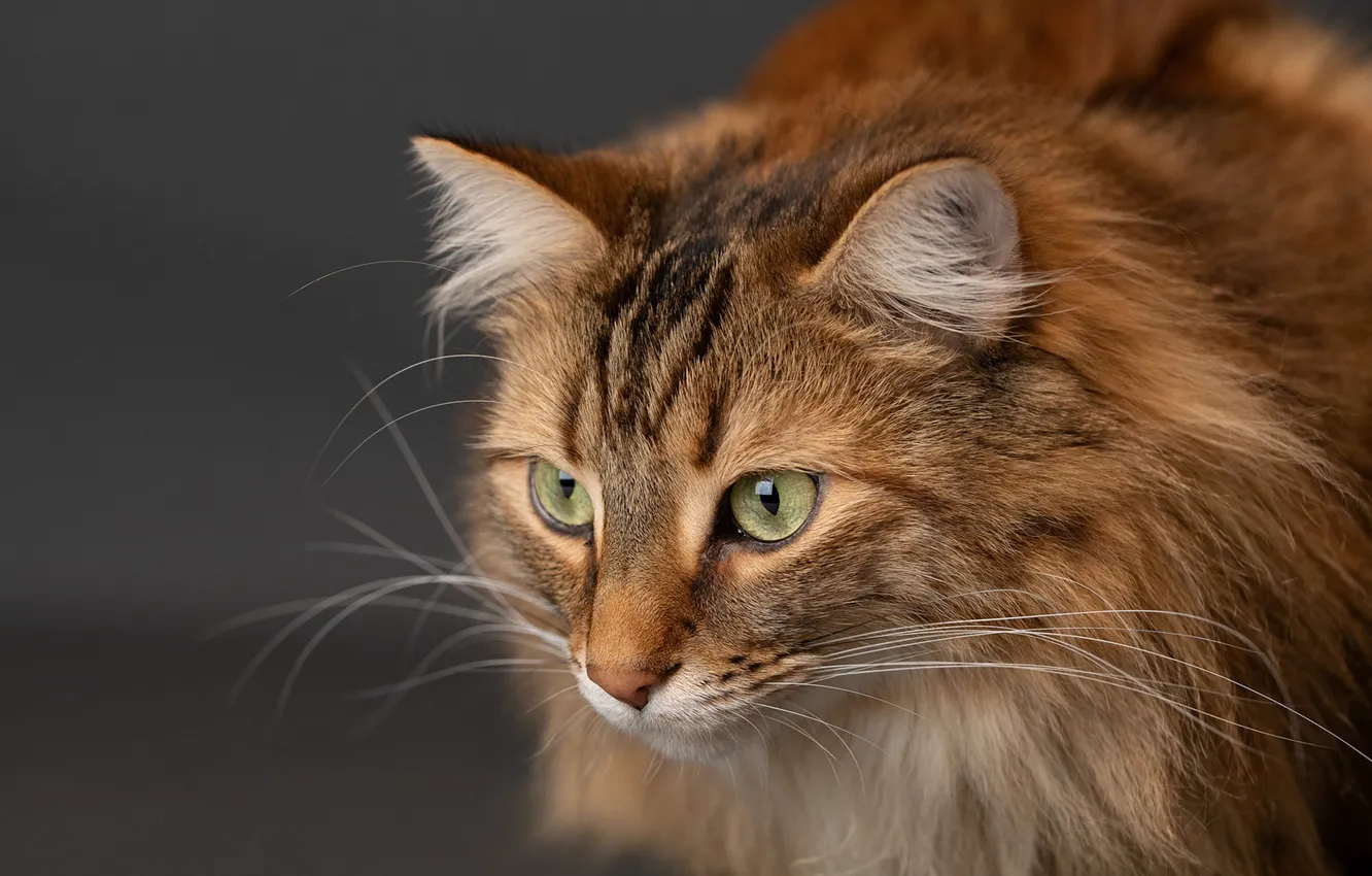 Photo wallpaper cat, cat, look, background, muzzle, cat