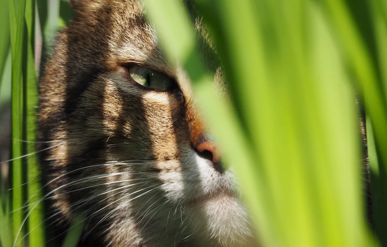 Photo wallpaper grass, eyes, cat, macro