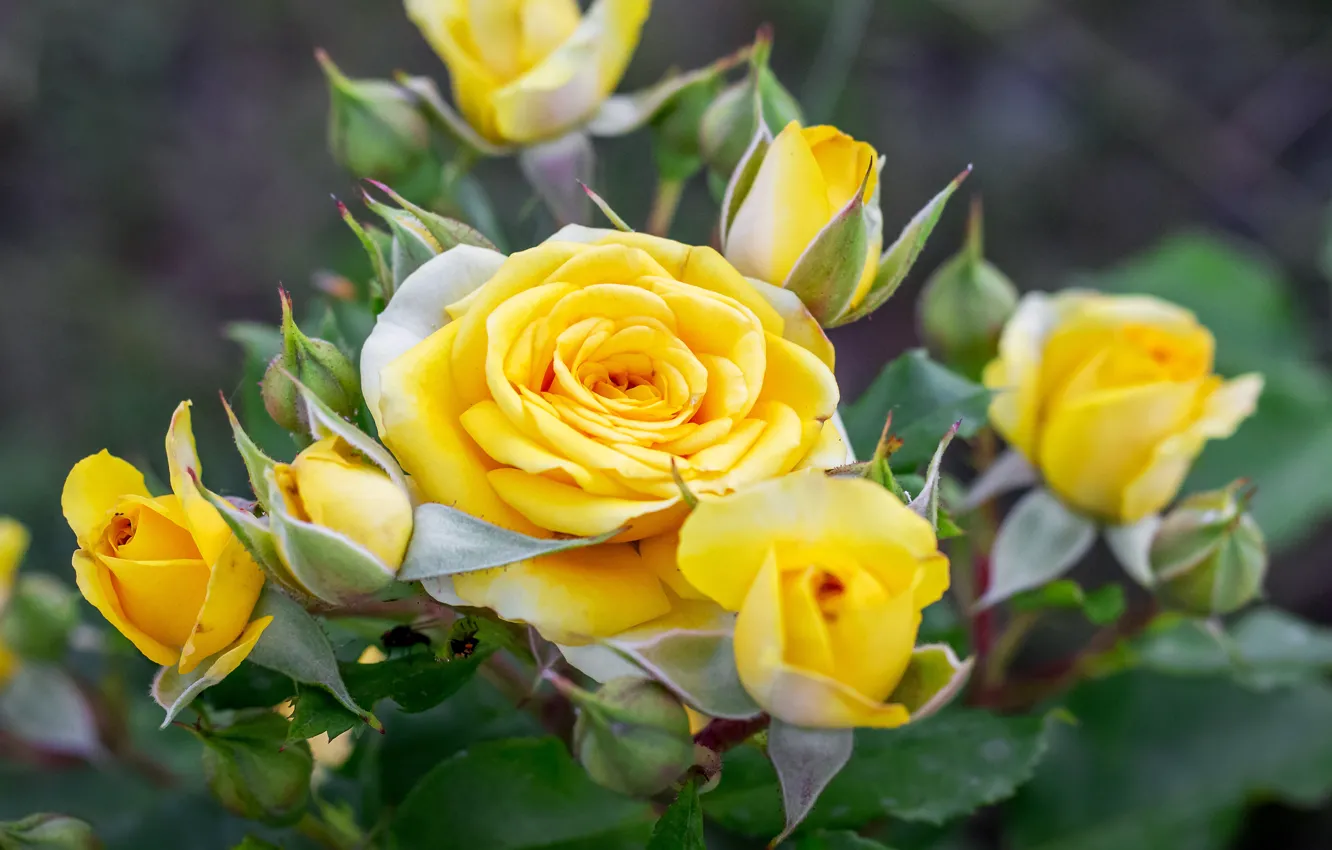 Photo wallpaper macro, yellow, nature, roses, garden, buds, the bushes