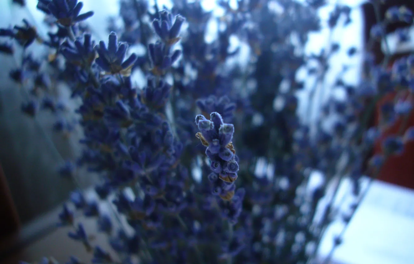 Photo wallpaper flower, branch, Lavender