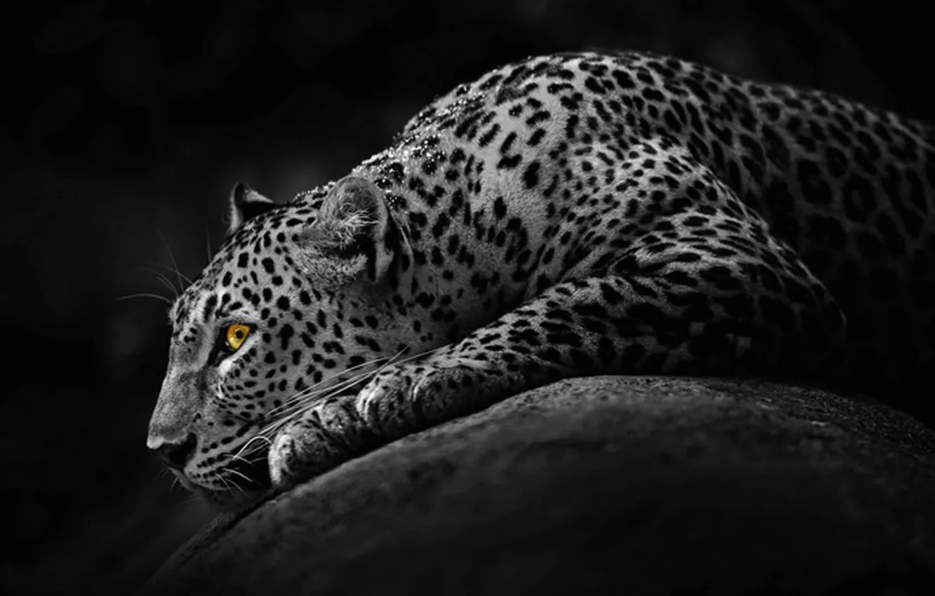 Photo wallpaper leopard, animal, big cat