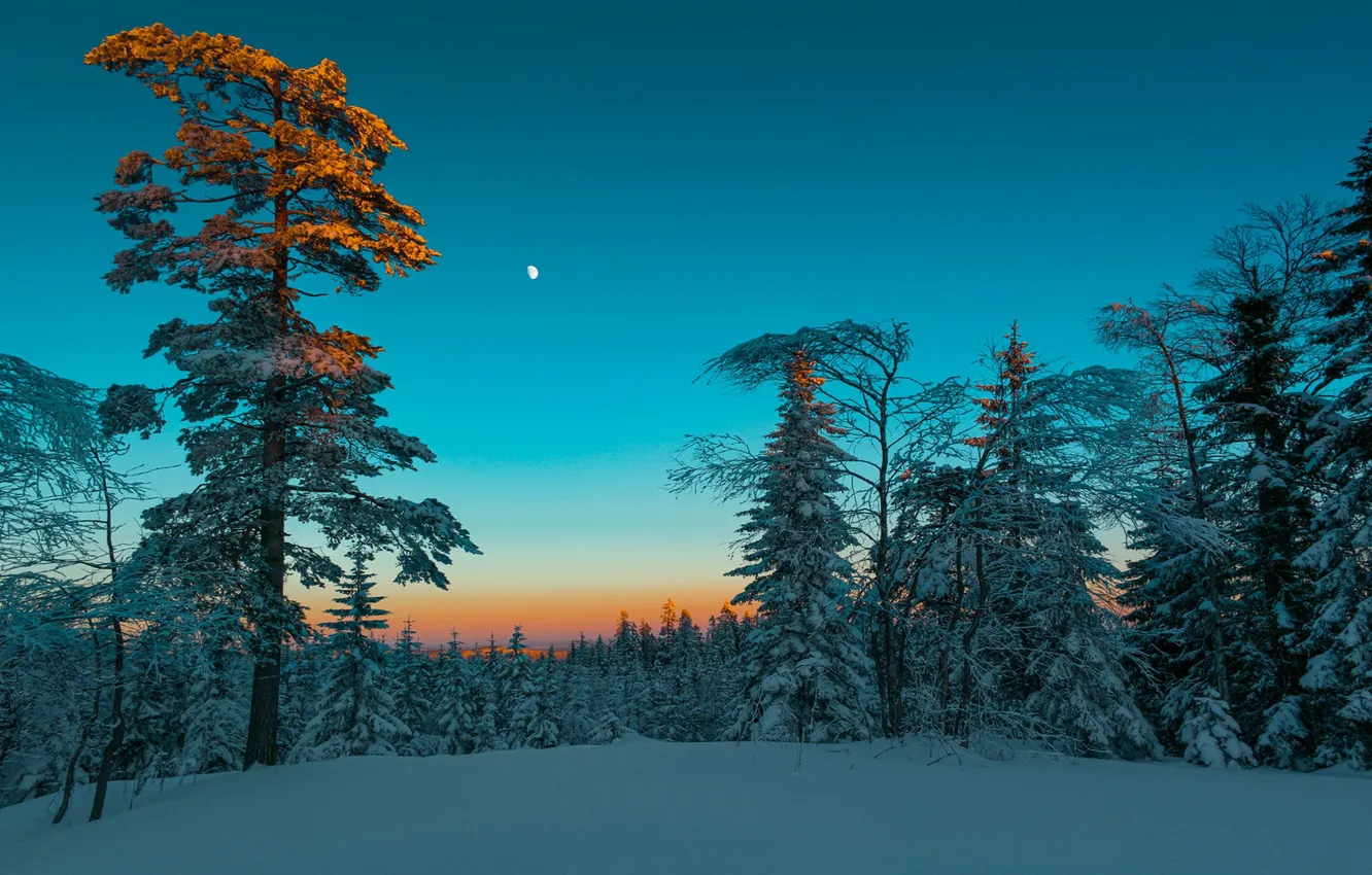 Photo wallpaper winter, forest, nature