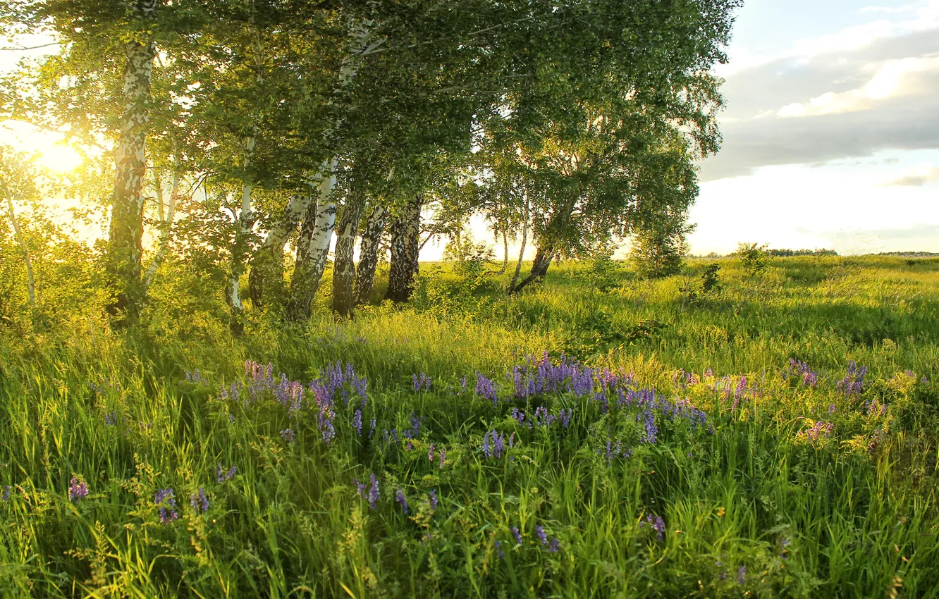 Photo wallpaper greens, field, summer, grass, the sun, trees, flowers, meadow