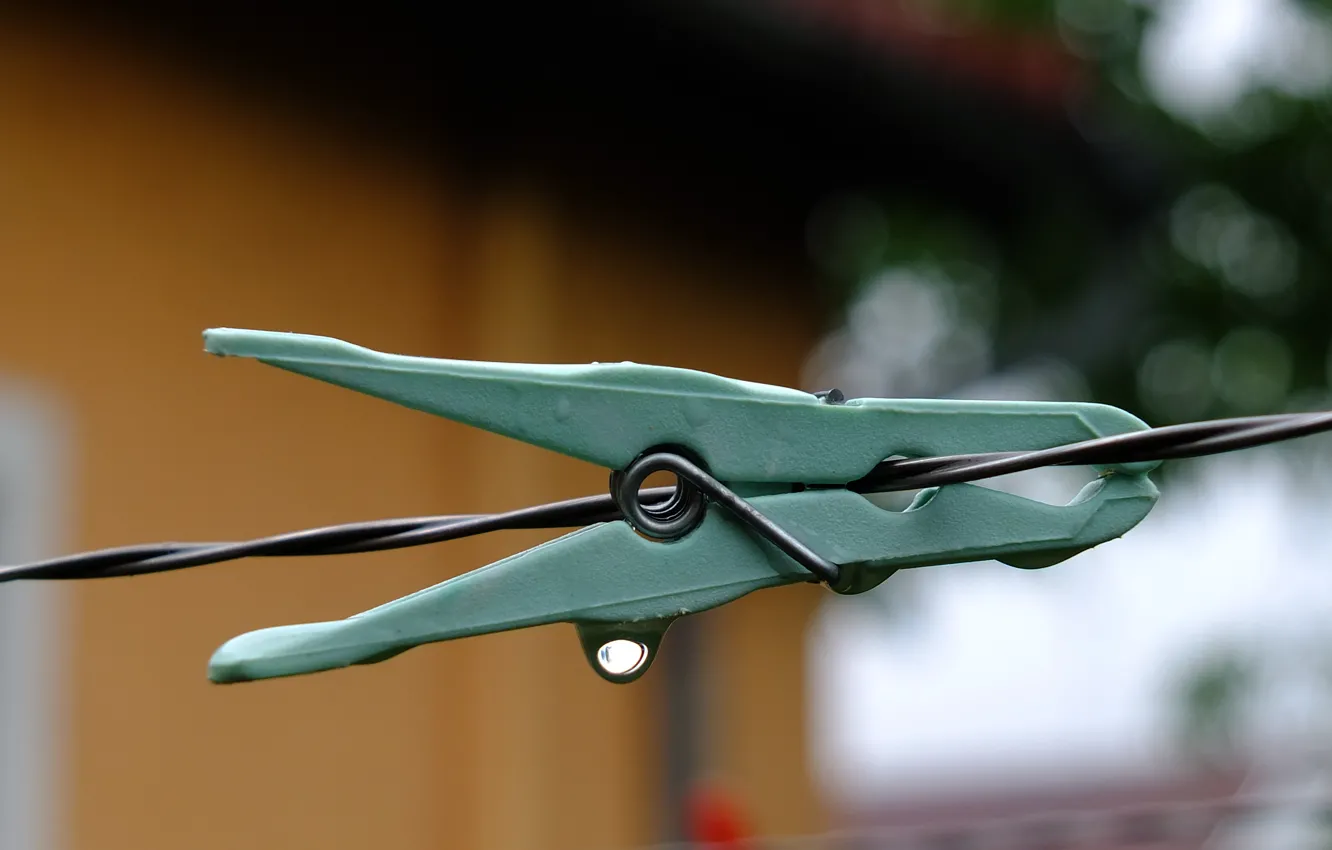 Photo wallpaper green, macro, closeup