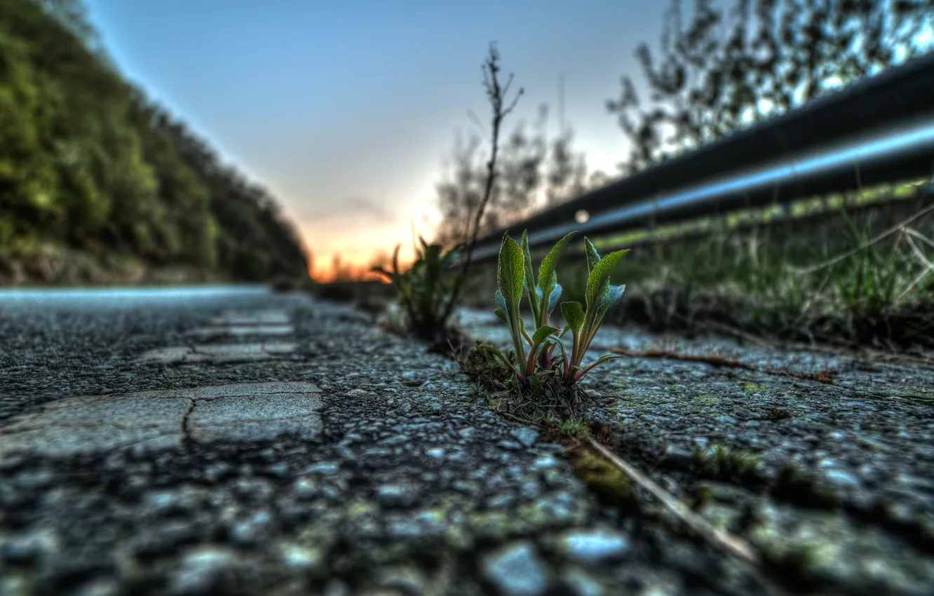 Photo wallpaper road, asphalt, leaves, macro, life, plant, Rostock