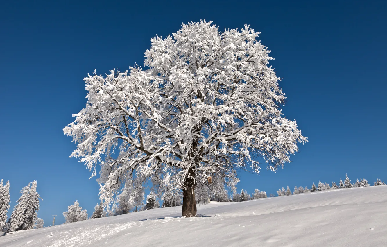 Photo wallpaper winter, frost, the sky, snow, tree, horizon, frost