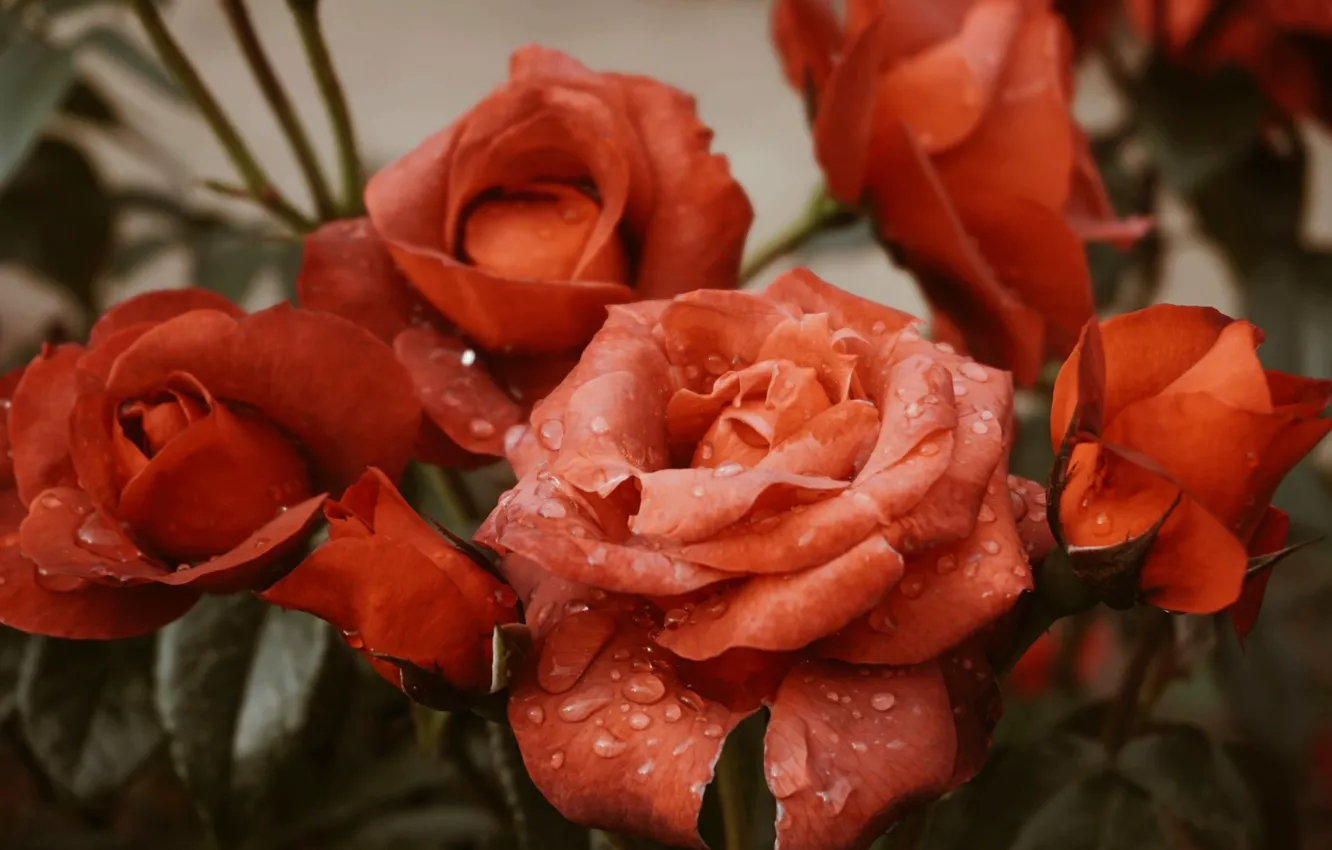 Photo wallpaper Flower, Rose, Macro, Dew