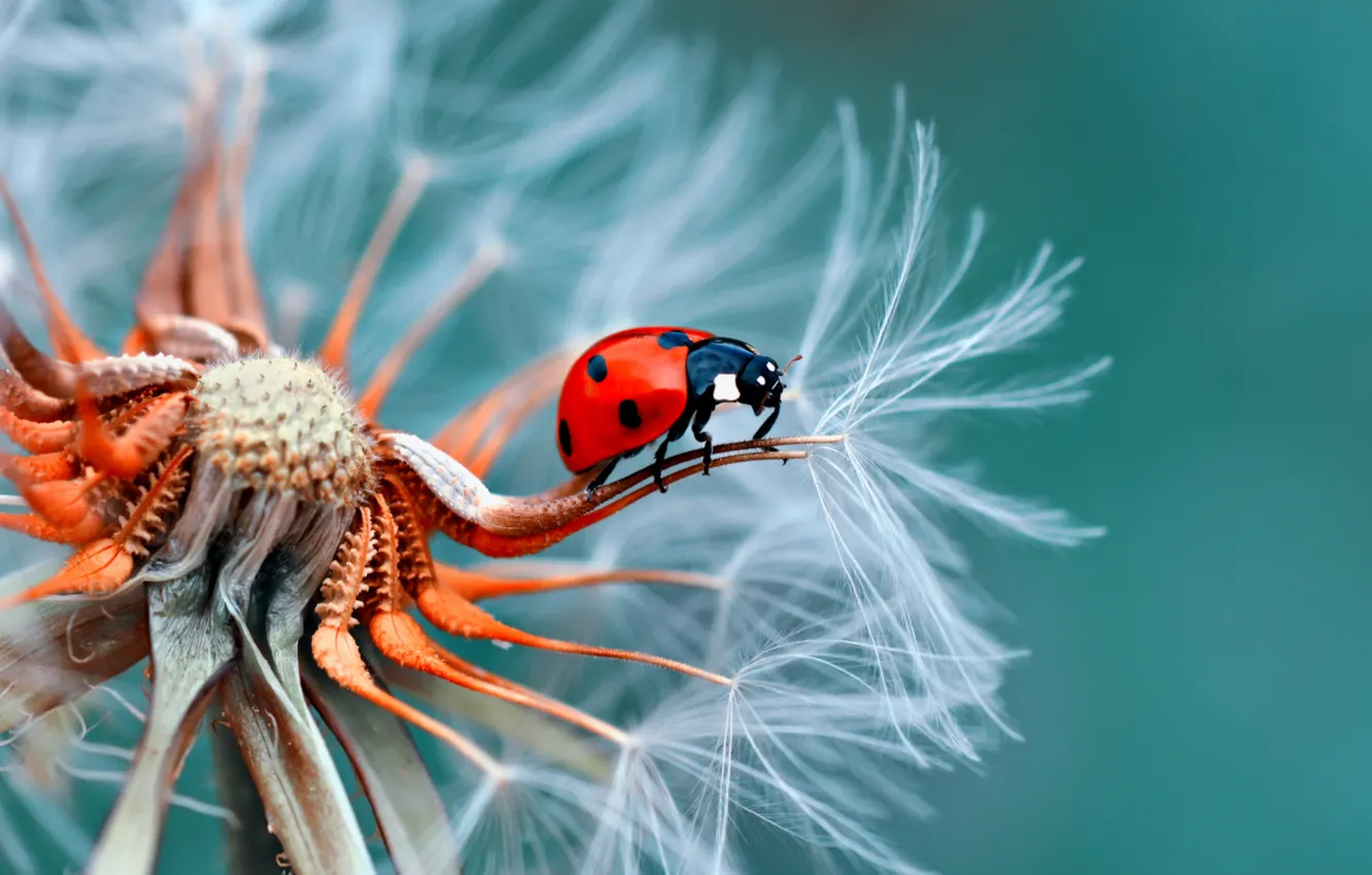 Photo wallpaper dandelion, ladybug, insect