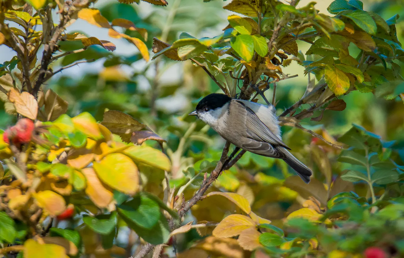 Photo wallpaper autumn, bird, briar, tit, photohunt