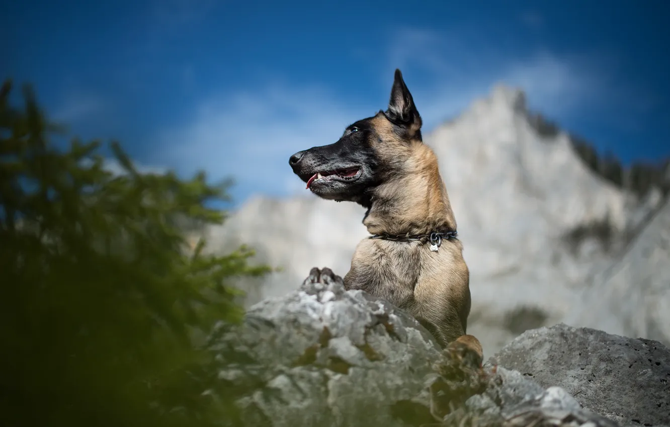 Photo wallpaper dog, profile, shepherd