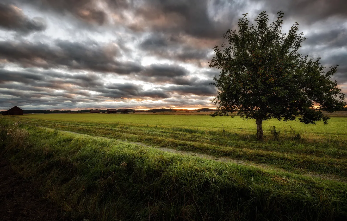 Photo wallpaper field, trees, nature