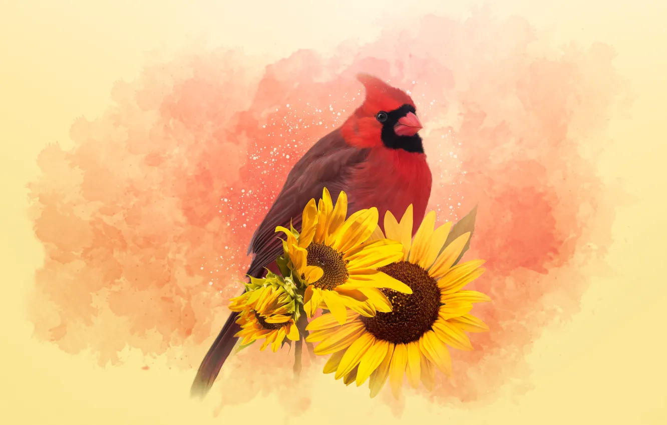 Photo wallpaper sunflowers, nature, bird, treatment, painting, cardinal, red cardinal
