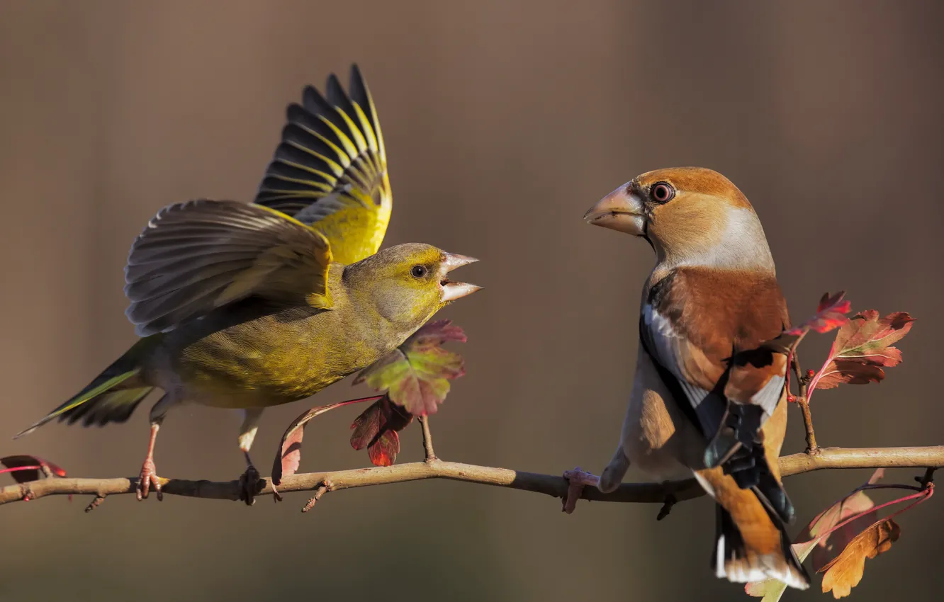 Photo wallpaper leaves, branches, pose, background, bird, meeting, wings, dialogue